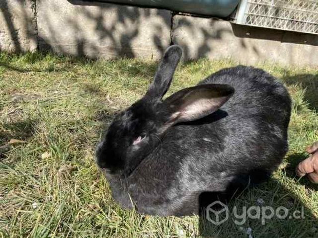 Raza Gigantes de Flandes