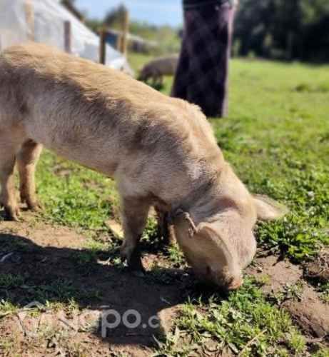 chancho de 1 año