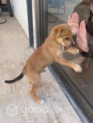 Cachorro rescatado