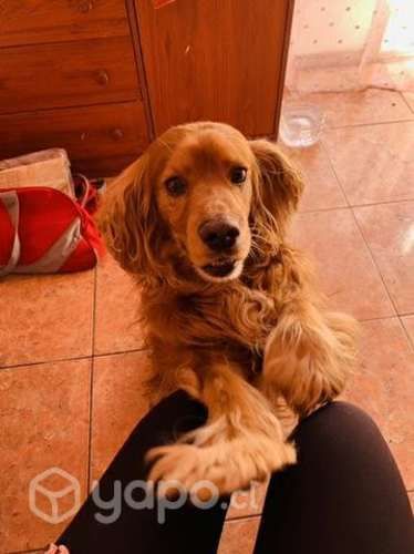 Adopción de perrito cocker