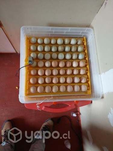 Huevos de gallina fertil