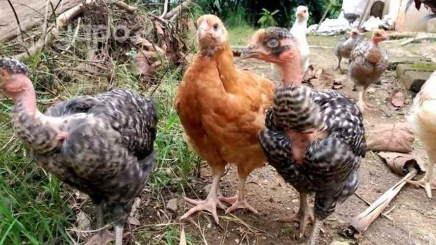 Huevos de gallina fertil