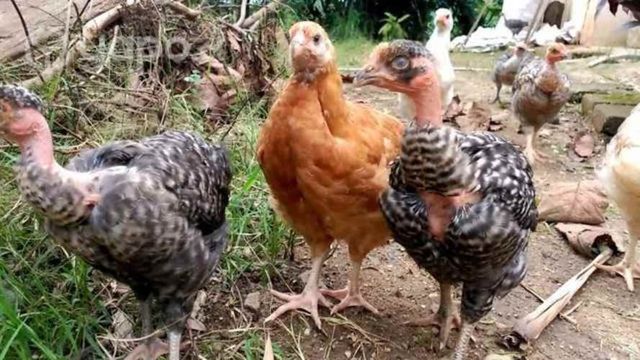 Huevos de gallina fertil