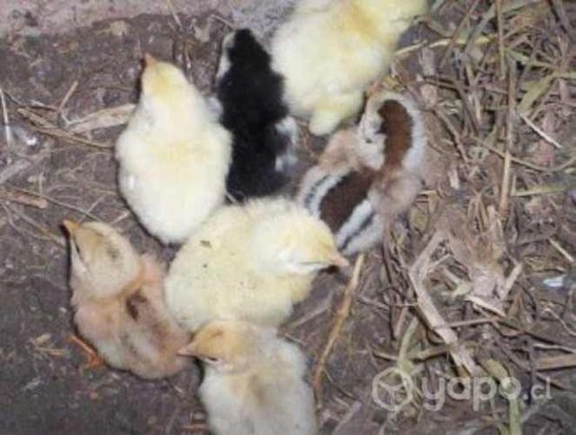 Huevos de gallina fertil