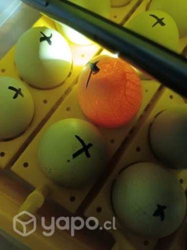 Huevos de gallina fertil