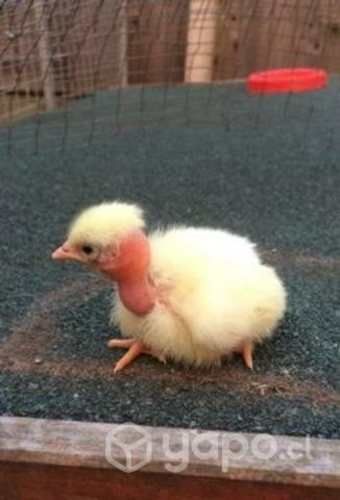 Huevos de gallina fertil