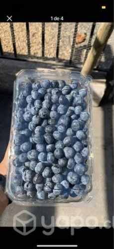 Arandanos frescos ! En potes de 1kg y