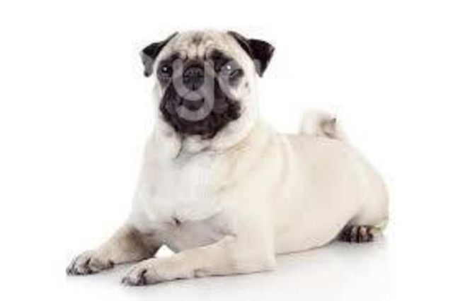 Pug macho cruza