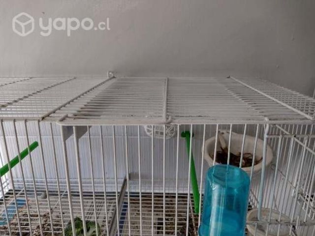 Jaulas y canarios