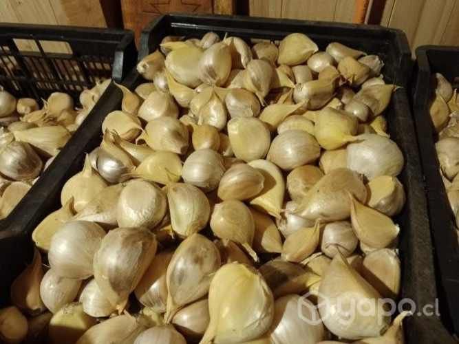 Ajo Chilote de la temporada