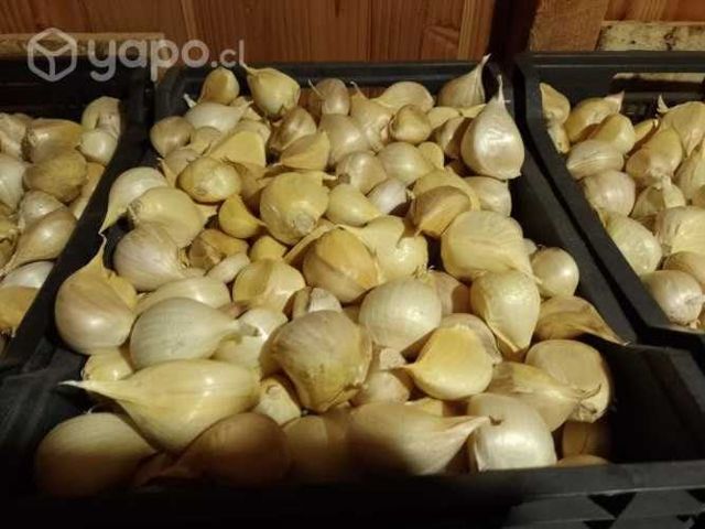 Ajo Chilote de la temporada