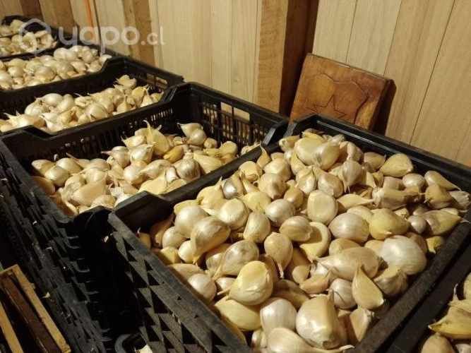 Ajo Chilote de la temporada