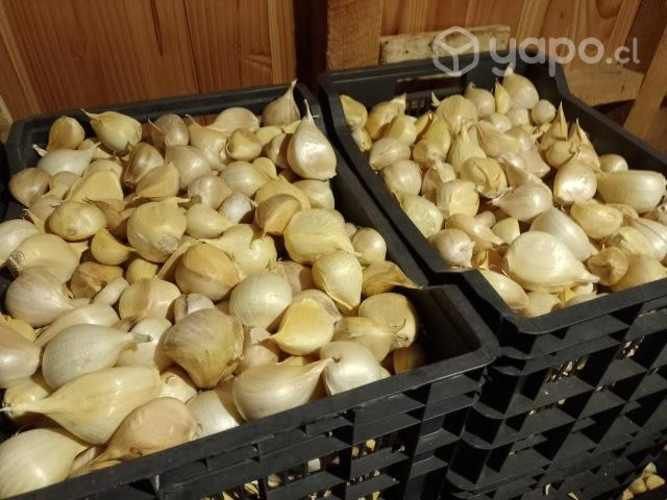 Ajo Chilote de la temporada