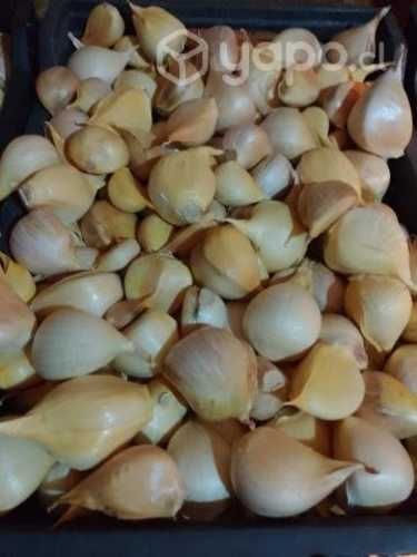 Ajo Chilote de la temporada