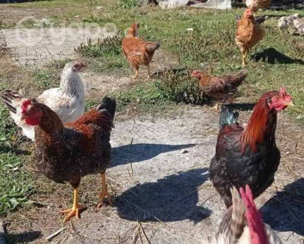 Gallitos de Campo (de 5 meses)