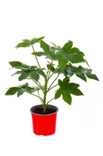 Planta Aralia
