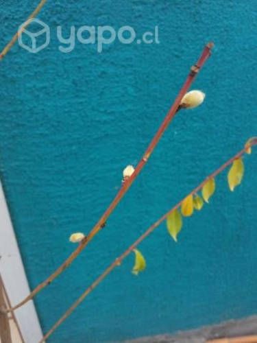 Árboles frutales con fruta