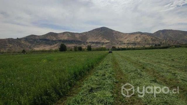 Liquido *fardos *alfalfa CUARTO corte