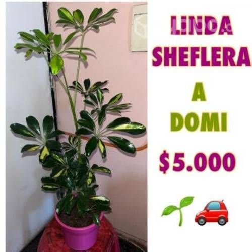 Plantas y tierra de hoja