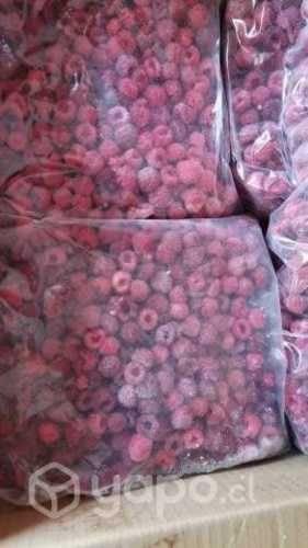 Frambuesa IQF Congelada