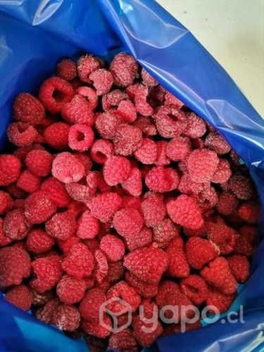 Frambuesa IQF Congelada
