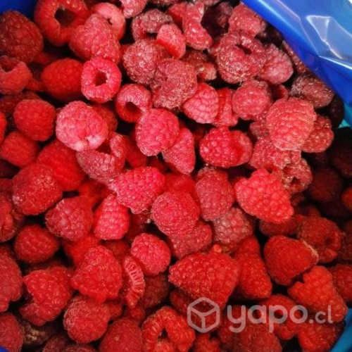 Frambuesa IQF Congelada