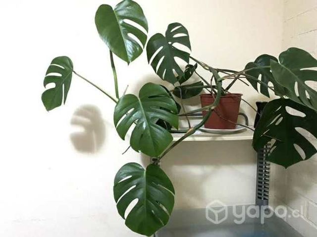 Monstera deliciosa