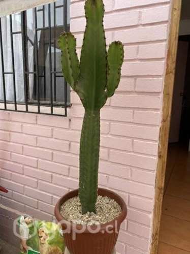 Cactus grande