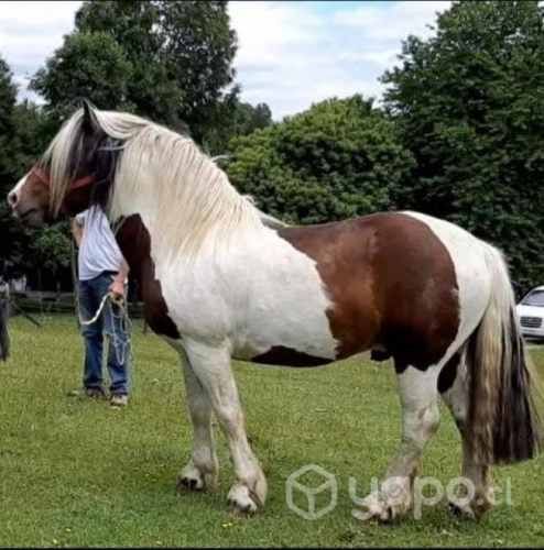Potro percheron chileno
