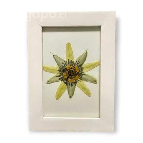 Cuadro Pasiflora (Flores Prensadas)