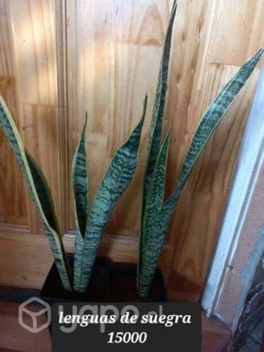 Lindas lenguas de suegras sansevieria