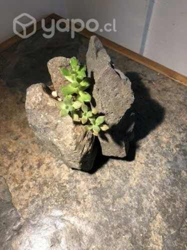 Suculentas en piedras