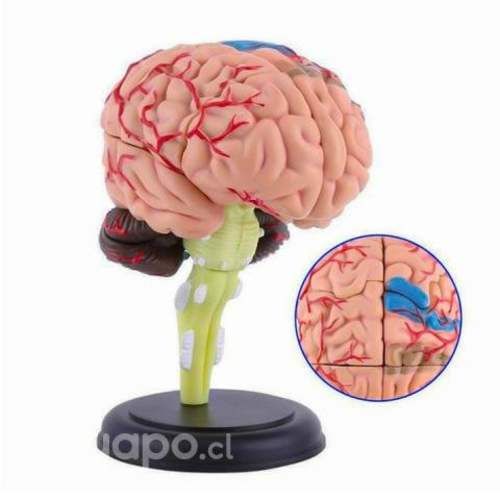Modelo Anatómico Estudio Cerebro Humano Arterias