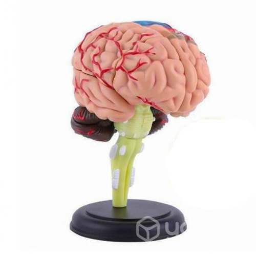 Modelo Anatómico Estudio Cerebro Humano Arterias