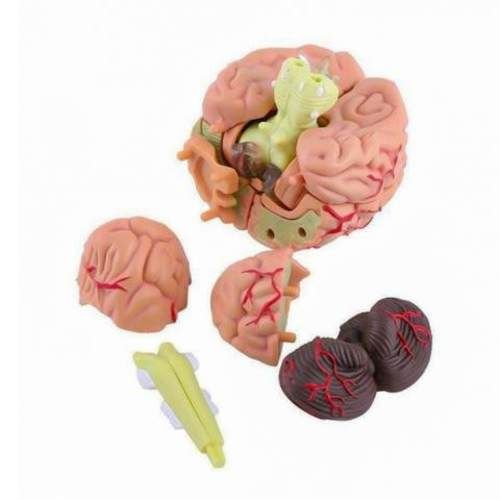 Modelo Anatómico Estudio Cerebro Humano Arterias