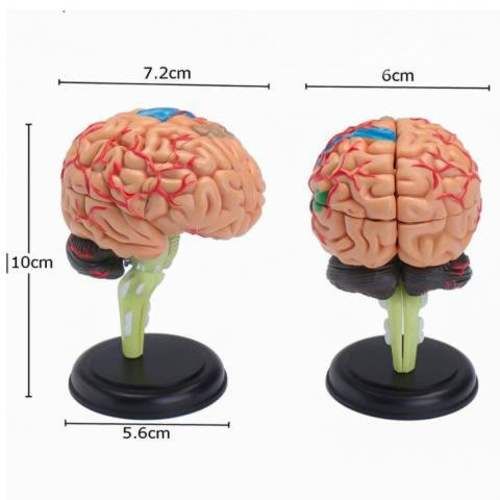 Modelo Anatómico Estudio Cerebro Humano Arterias