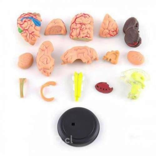 Modelo Anatómico Estudio Cerebro Humano Arterias