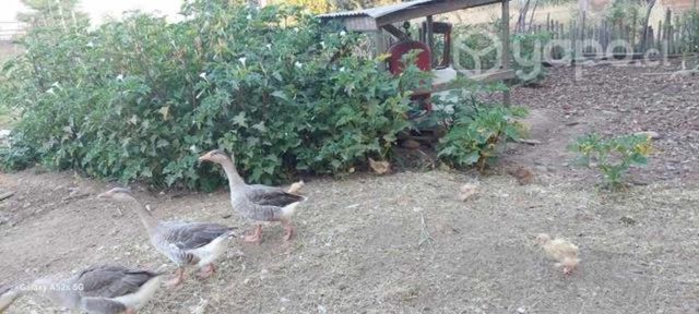 Gansos mezcla chino de la temporada