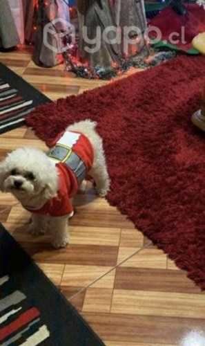 Busca novia poodle toy