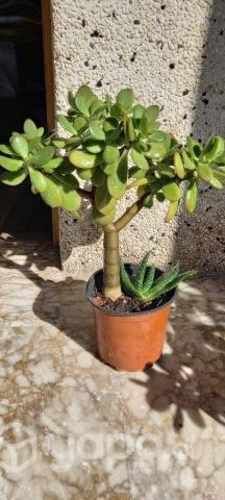 Arbol de Jade( De la abundancia ) y Gasteria