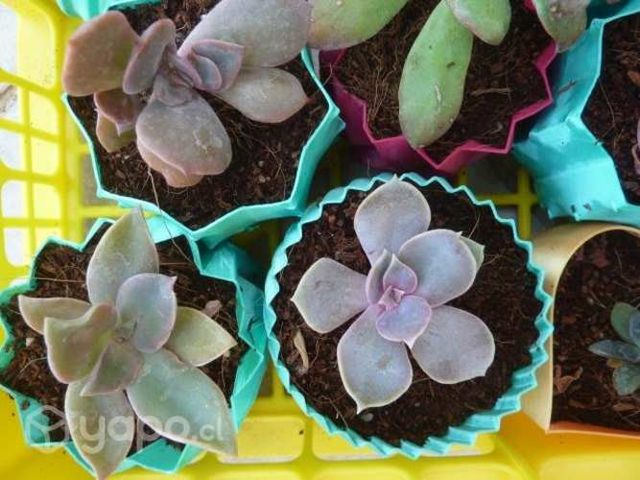 Suculentas regalo navidad