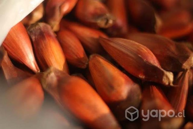 Piñon semilla de araucaria