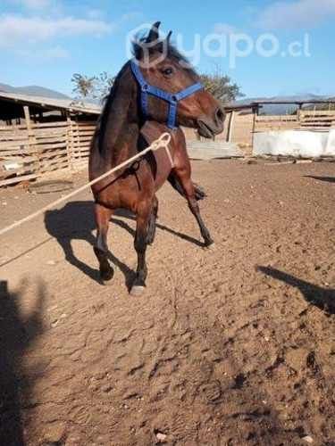 Yegua Corralera inscrita