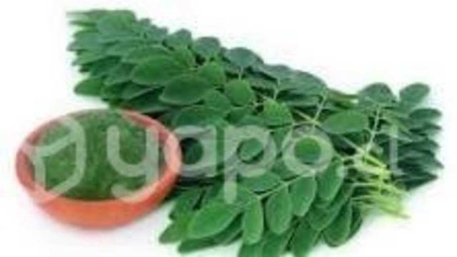 Moringa Deshidratada