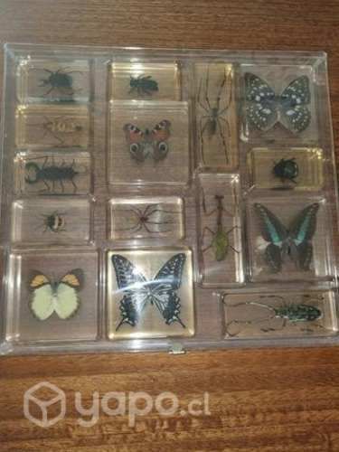 Insectario, los tesoros de darwin