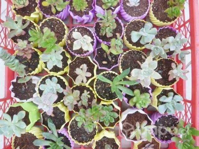 Suculentas de colección a luca