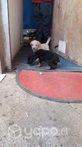 Se regalan perritos chikititos
