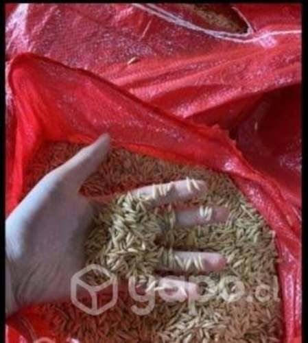 avena limpia, despacho gratuito