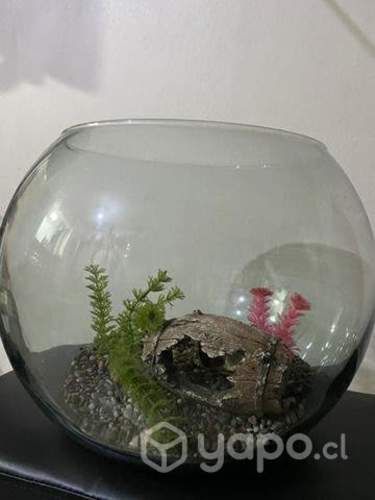 Pescera Dvd peluche (gato perro ) mesa escritorio