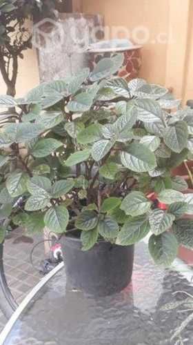 Plantas de interior, exterior